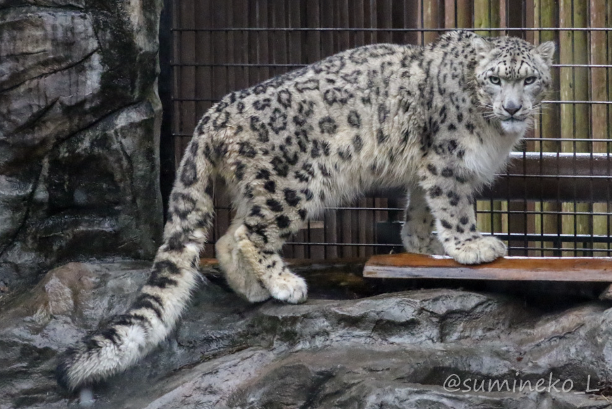 秋田市大森山動物園　観光