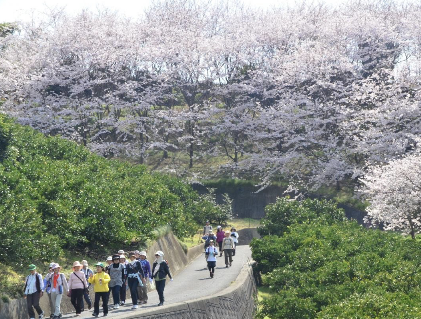 三原の千本桜　観光