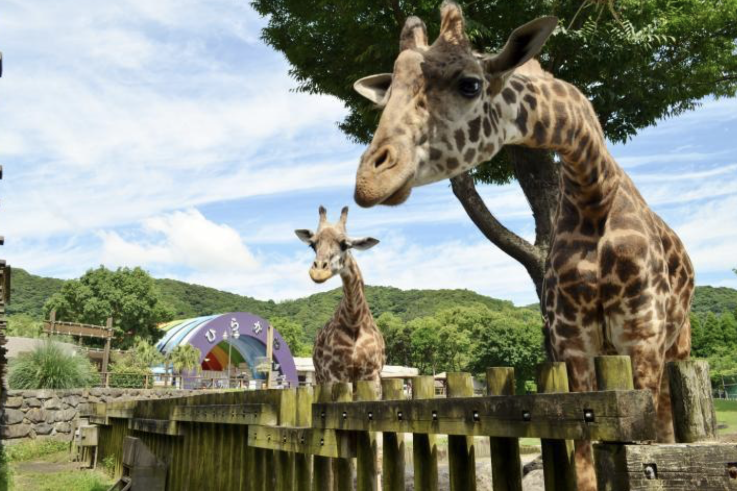 鹿児島市動物園　観光