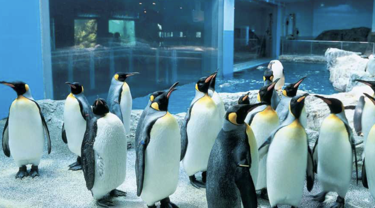 長崎ペンギン水族館　観光