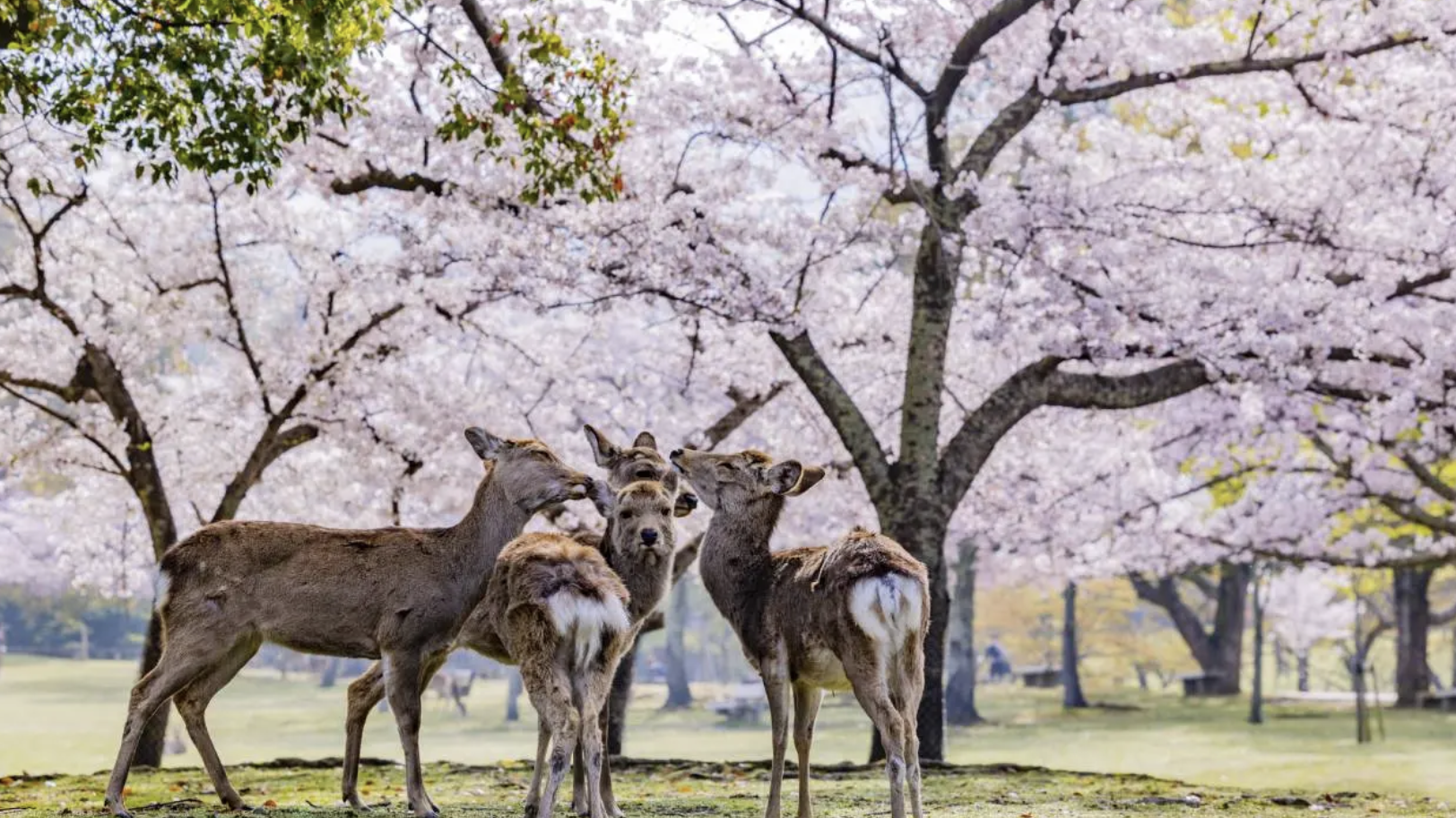 奈良公園 デート